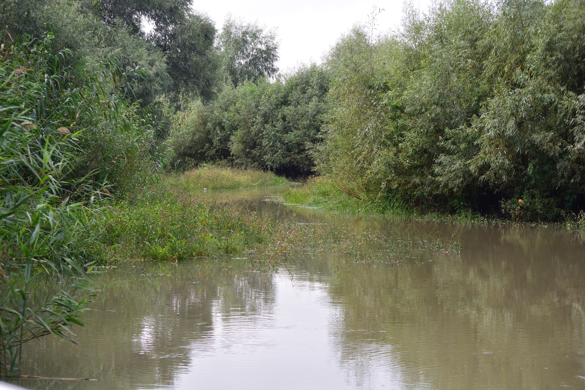 A quiet side channel in the Danube Delta