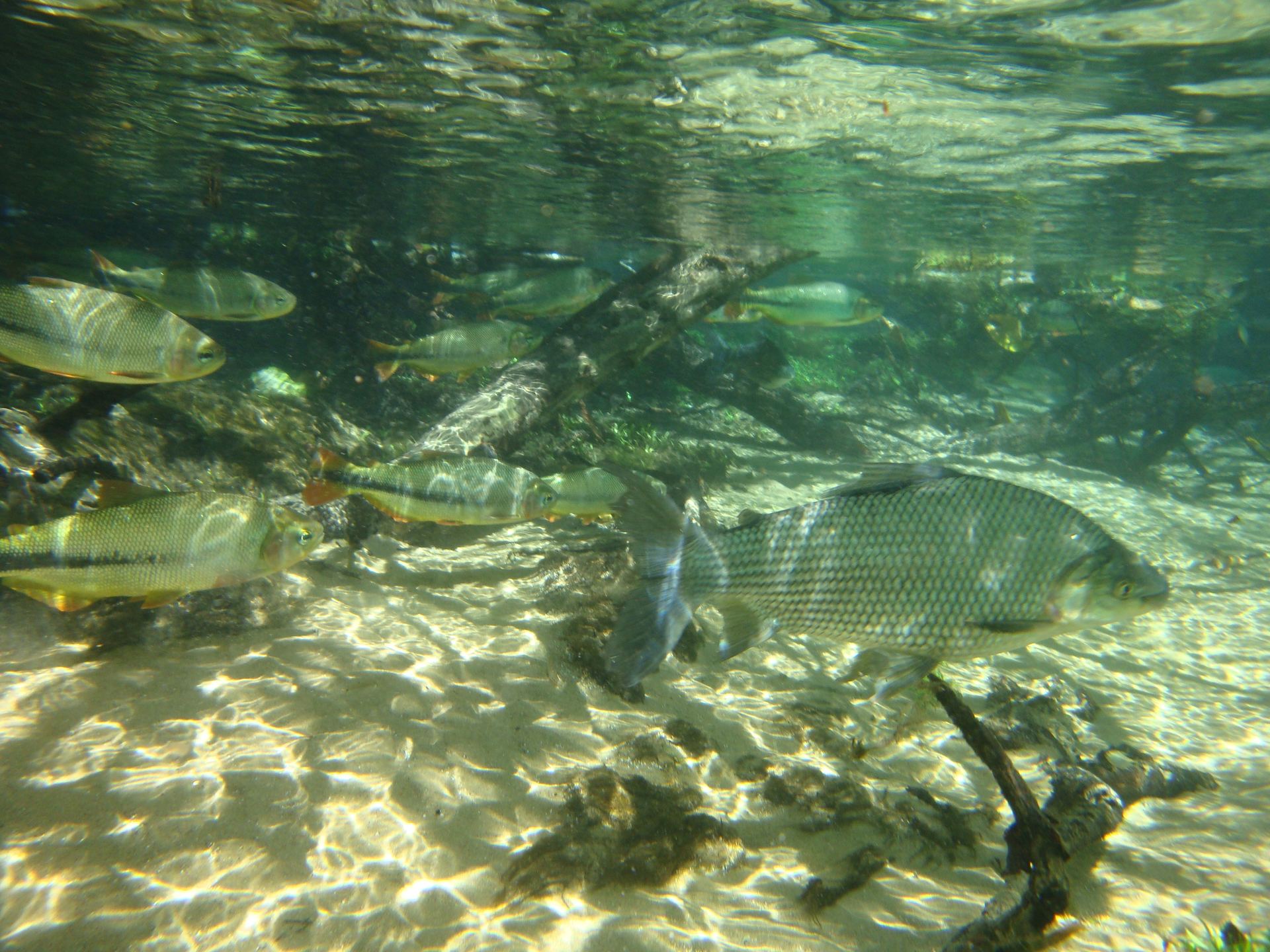 Crystal-clear spring water in the Guaraní recharge zone