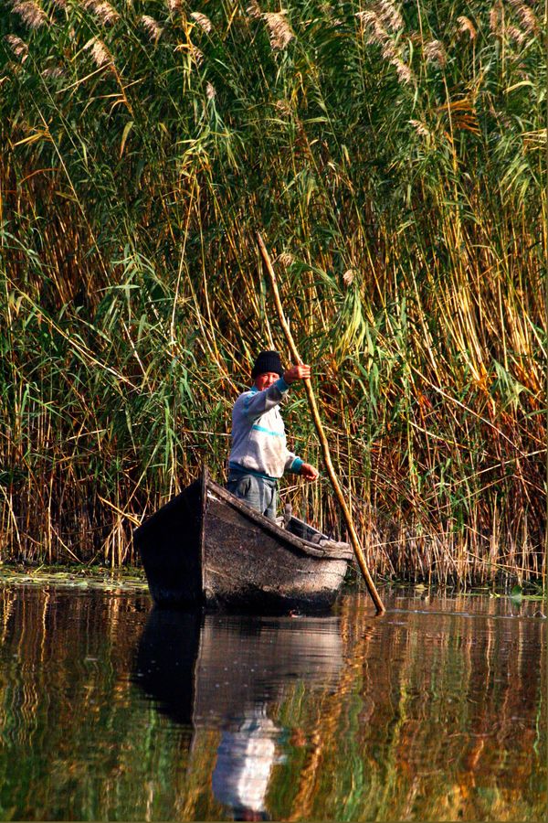 A fisherman poling his boat through the reeds of the Danube Delta