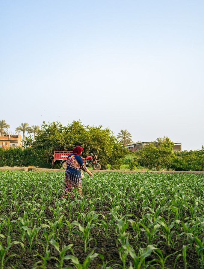 A farmer working a green field in the Nile valley, palms on the horizon